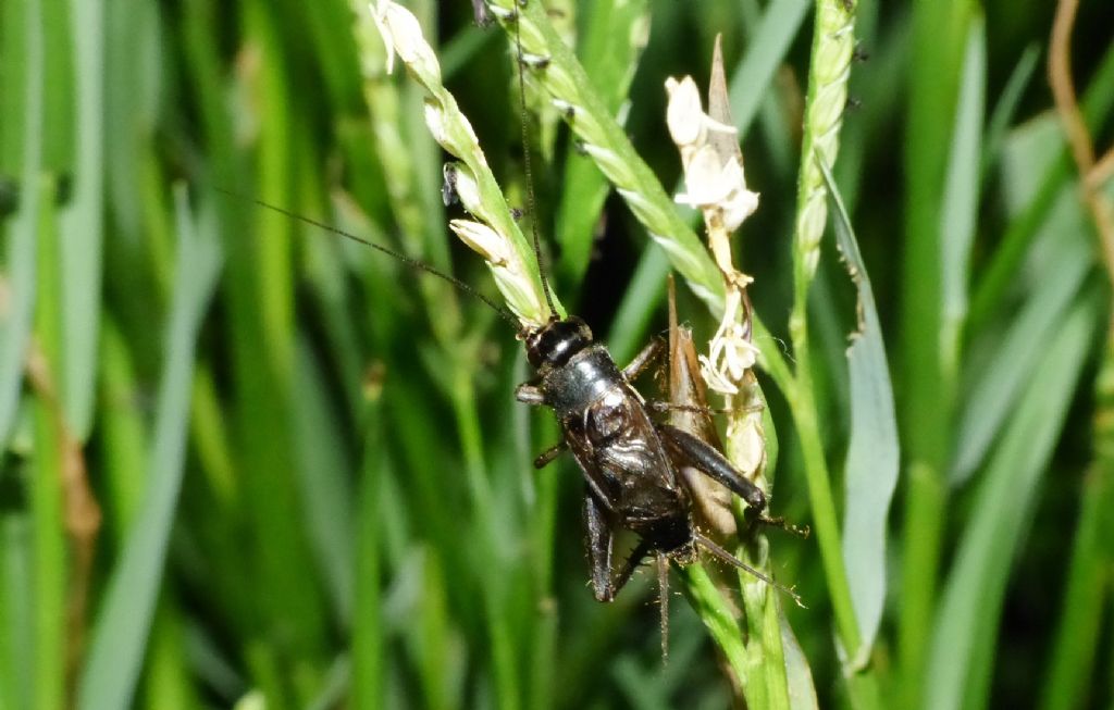 Che animale produce questo suono? Svercus palmetorum palmetorum (Gryllidae)